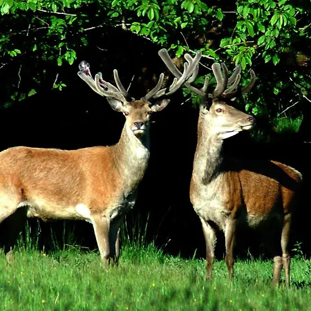 Madams Hill House By Trident Homes * Killarney